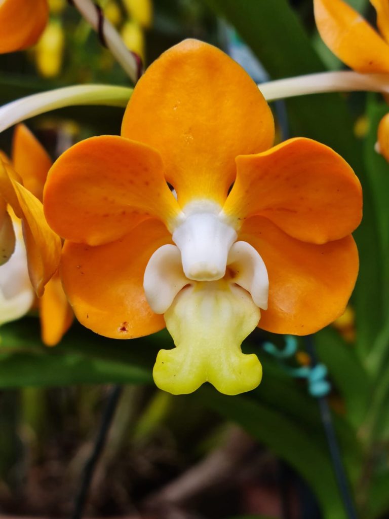 26ª Exposição Nacional de Orquídeas de Campinas. Dias 21 a 23 de novembro de 2025